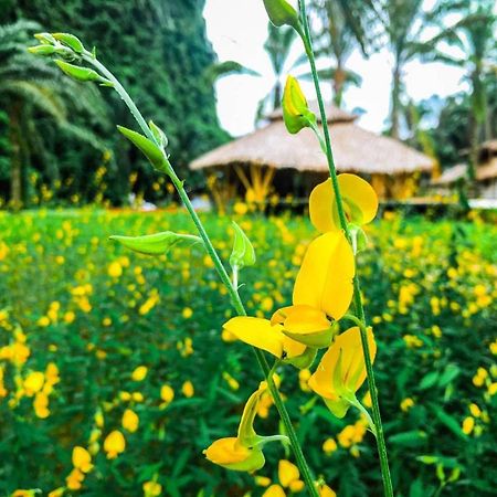 Khaosok Boutique Hideaway Hotel Phanom Екстериор снимка